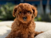Bir Kez Görün Vazgeçemeyeceksiniz Toy Poodle