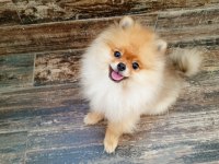 Pomeranian Köpeği