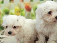 Erkek yavru maltese