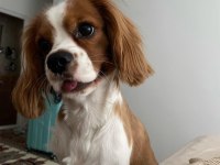 Evinizin neşesi Rom cavalier king