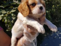 Muhteşem Cavalier King Charles
