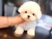 Mini mini büyümeyen boy maltipoo yavrular