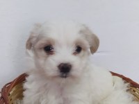 Maltipoo bebekler teslime Hazır
