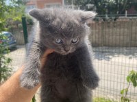 British shorthair 1 dişi ve 1 erkek
