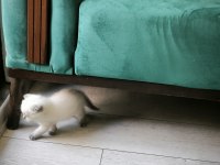 1 -1 buçuk aylık scottish fold yavru sahiplendirme