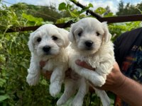 YAVRU 2 AYLIK KÖPEĞİMİZ