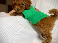 Toy poodle ırkı yavru