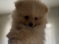 Köpeğimiz Boyka Sahibini Arıyor