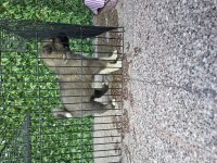 ÜST SEVİYE KANGAL YAVRUSU