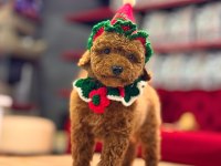 Toy Poodle Bebekleri