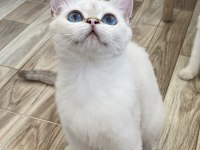Maviş british kardeşler