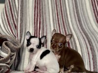 KİLO GARANTİLİ TEACUP CHİHUAHUA YAVRULARI
