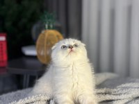 A kalite scottish fold bebek