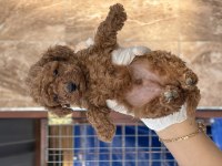 Sevimli toy poodle yavrularımız