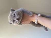 Dişi ve Erkek british shorthair yavrular