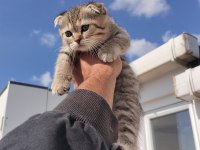 MÜKEMMEL A KALİTE SCOTTİSH BEBEKLER