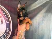 Şampiyon Babanın Şampiyon Malinois Yavrularımız