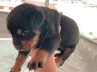 BURSA YAVRU ROTTWEİLER KÖPEKLERİMİZ