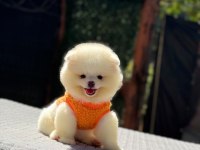 Gülen Surat Pomeranian Boo Miniğimiz