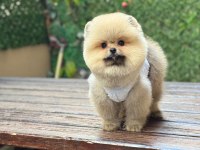 Güzeller Güzeli Pomeranian Oyuncu Yavrularımız