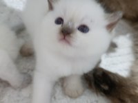 Bal çocuk kediler