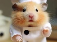Her Irk Hamster Bebek ve Malzemeleri Adrese Teslim Mevcut