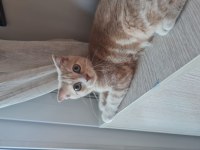 İlk aşıları yapılmış scottish fold