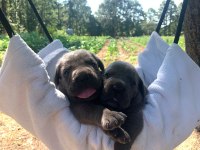 KALİTELİ SAĞLIKLI CANE CORSO BEBEKLER