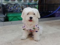 Maltese Terrier Köpeği