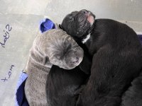 Cane corso yavrular orjinaldir