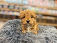 Orjinal Babyface Maltipoo Bebeklerimiz