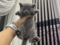 2 aylık british shorthair yavrularım