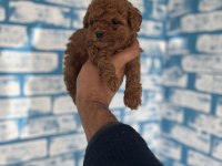 Toy poodle yavruları