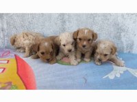 Poodle kalitesinde maltipoo minnaklarım