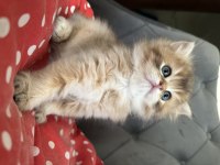Pamuk safkan Brıtısh longhair