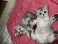 British shorthair dişi