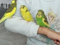 Yavru Erkek Muhabbet Kuşu