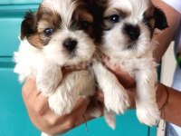 Shih Tzu (Şitsu) dişi ve erkek