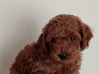 Poodle akademi köpeği