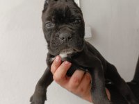 Cane Corso yavrularımız ırk garantilidir