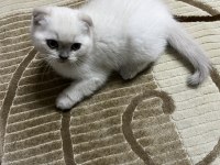 british shorthair ve scottish fold blue point 2 aylık