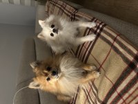 Eş pomeranian boo