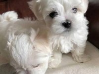Orjinal ırk maltese terrier sağlık ve ırk garantidir