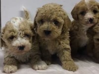 Maltipoo Bebekleri
