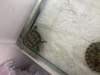 Su kaplumbağası ve akvaryumu