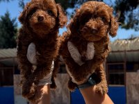 Sevimli toy poodle yavrularımız