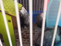 Gonzales hamster yavruları