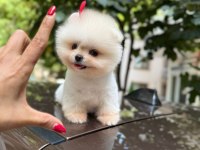 2 aylık erkek pomeranian yavru