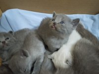 Dişi Scottish Fold Yavru