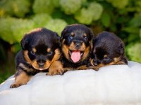 Afacan rottweiler bebekler kapıda ödeme mevcuttur
